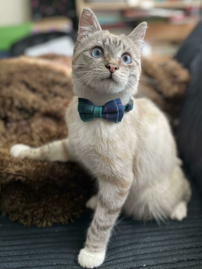 He Was Found On A Farm As A Poorly Feral Kitten. Now He’s Got Himself A Family To Love And Spoil Him. (He Only Wore The Bow Tie For The Time It Took To Take The Photo)