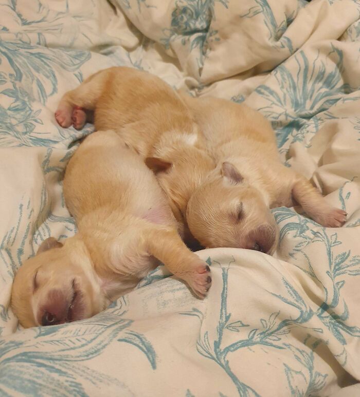3 Newborns Were Found On Friday In An Empty Dog Food Bag. Who Needs A Baby When You Can Raise 3 Puppies? My Life Currently Revolves Around Snuggles, Sleep, Milk And An Insane Amount Of Poop!