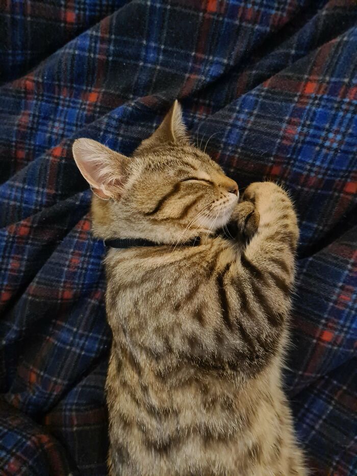 La pose con la que duerme mi recién adoptado gatito callejero