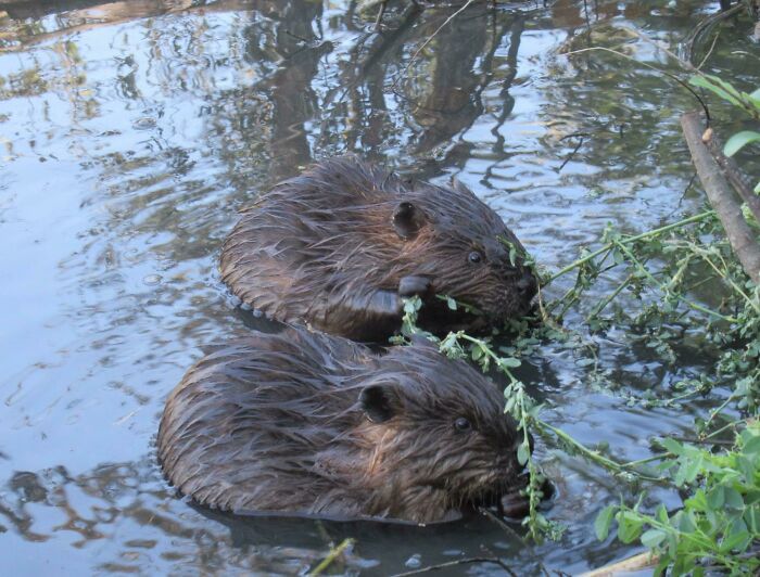 Two Baby Beaver Kits Snacking In The Beaver Pond