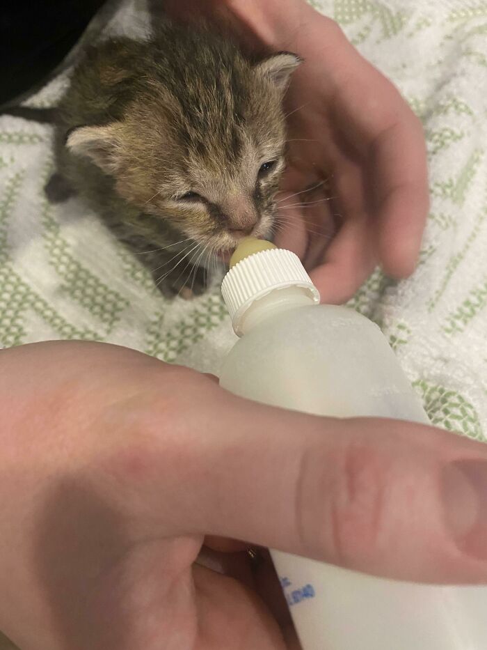 Kitten Help! We Think It’s Two Weeks Old. Found On Sidewalk. We’re Feeding It And Getting It Taken Care Of, But It Won’t Defecate. We Can Get It To Urinate Through Stimulation But No Poop