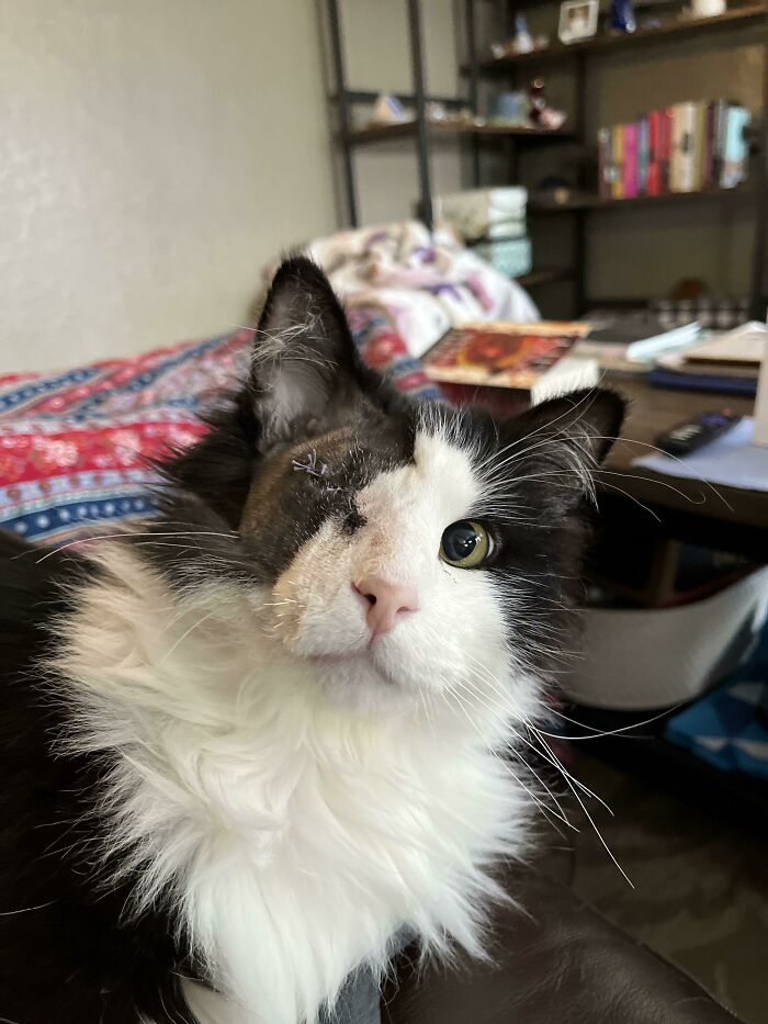 Ayer adoptamos a Gus Gus, que es un gato pirata perfectamente feliz y sano