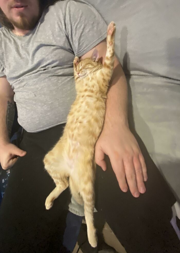 We Adopted Mango 3 Weeks Ago. This Is How She Sleeps On Her Dad