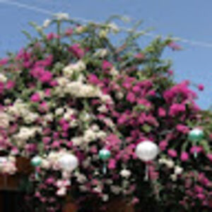 alexandriapotter avatar