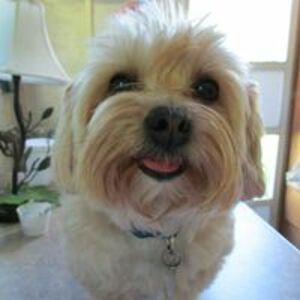 todd-anna-pell avatar