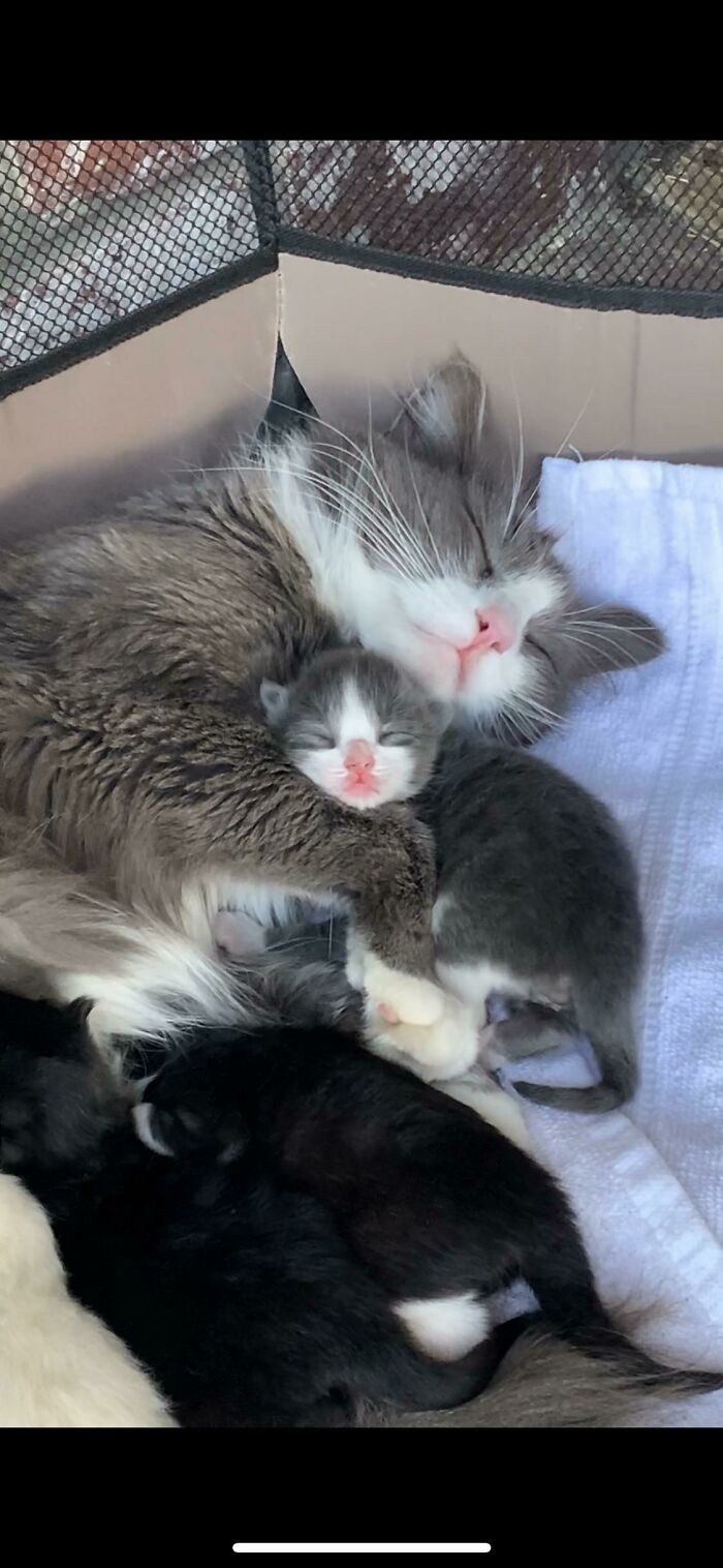 This Stray Gave Birth On My GF’s Porch. This Is The Mother And Her Newborn Son