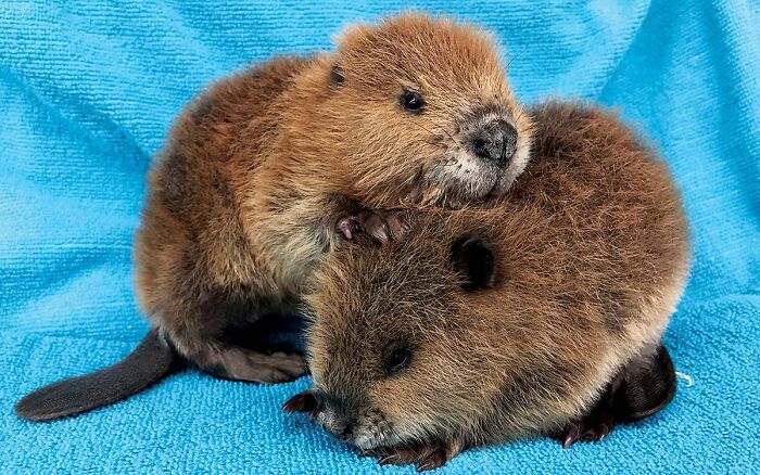 Beavers Have A Set Of Lips On Each Side Of Their Teeth, Allowing Them To Carry Sticks Underwater While Holding Their Breath