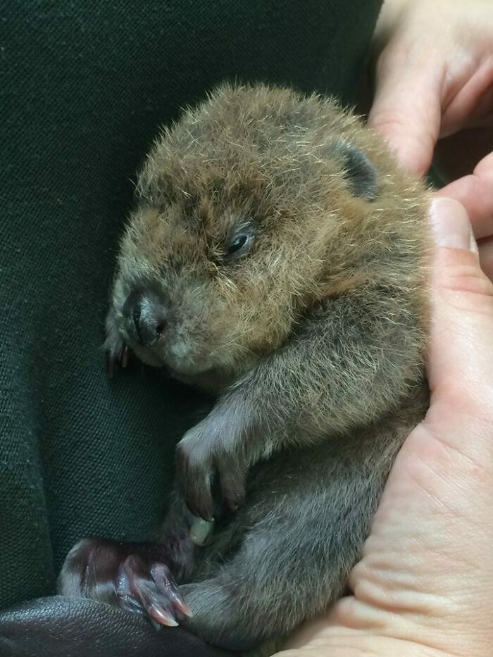 Meet Shiloh, The Newborn Baby Beaver At Zoomontana. The Baby Was Born Dead And The Veterinarians Saved Shiloh. There Is Still A Slim Chance Of Survival