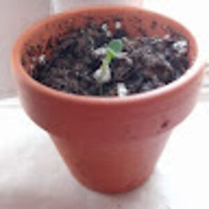 elysecrawford avatar