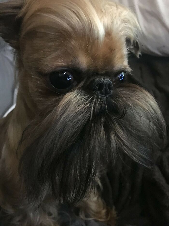 I've Been Cutting My Dog's Hair To Look Like A Person