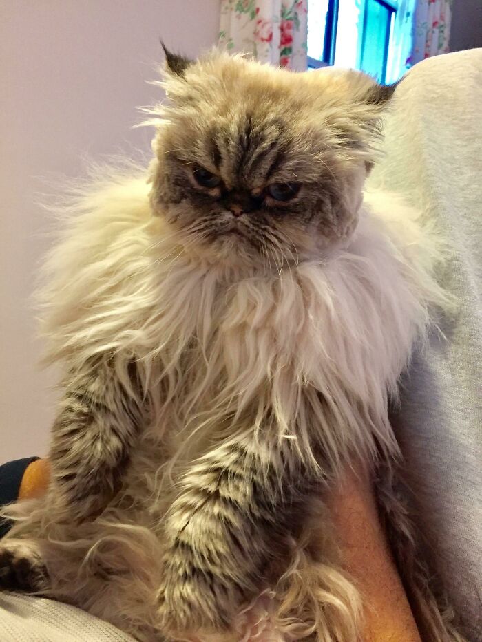 My Boyfriend Wanted To Cut My Cat's Hair For Once And Totally Failed. It's So Sad But A Little Funny At The Same Time