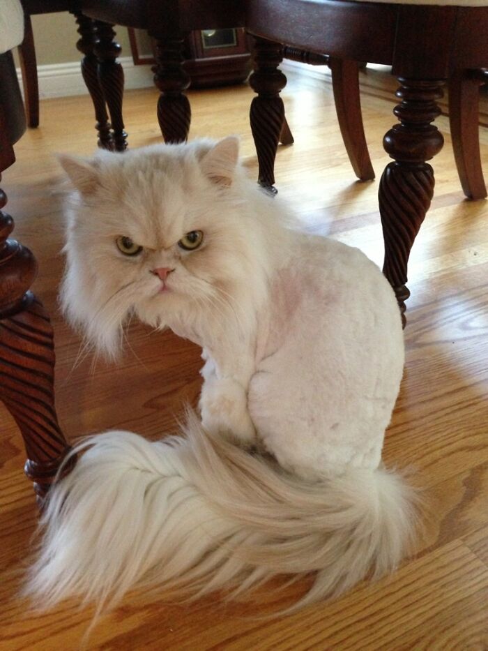 My Cat Was Not As Happy To Receive The Lion Haircut