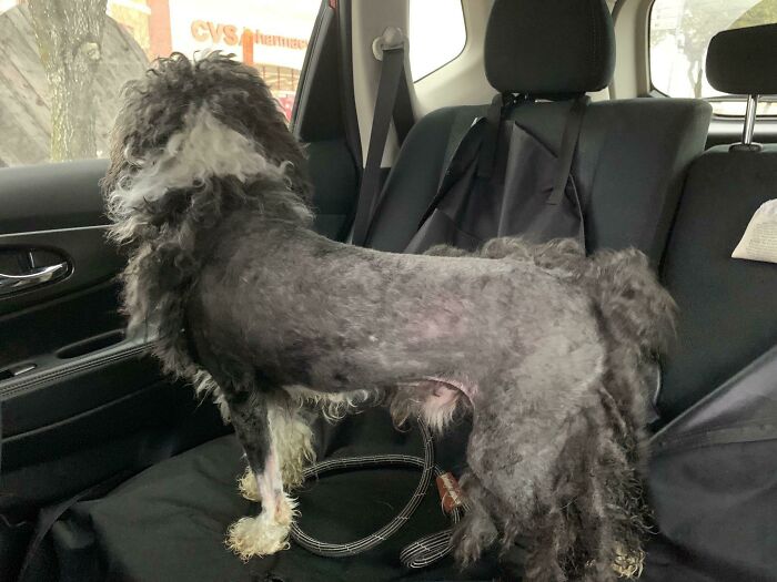 Our Dog's First Time Getting A Haircut Since We Adopted Him. My Wife Had To Come To Pick Him Up Because He Was Freaking Out And Scared And They Couldn't Continue