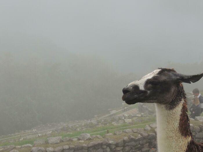 No es el Monte Rushmore, pero me desperté a las 3 de la mañana y subí a Machu Picchu para estar allí al amanecer