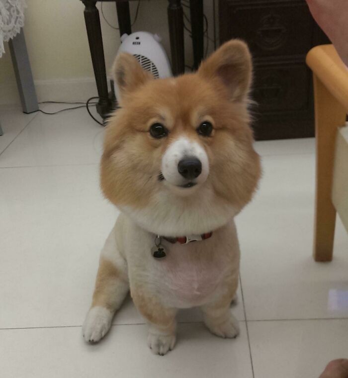 Fluffy Corgi When The Groomer Shaved Her By Mistake