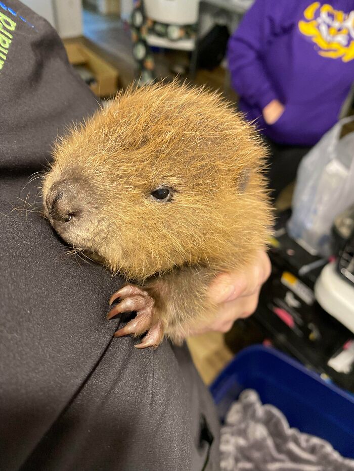 My Coworker Rescued This Orphaned Baby Over The Weekend