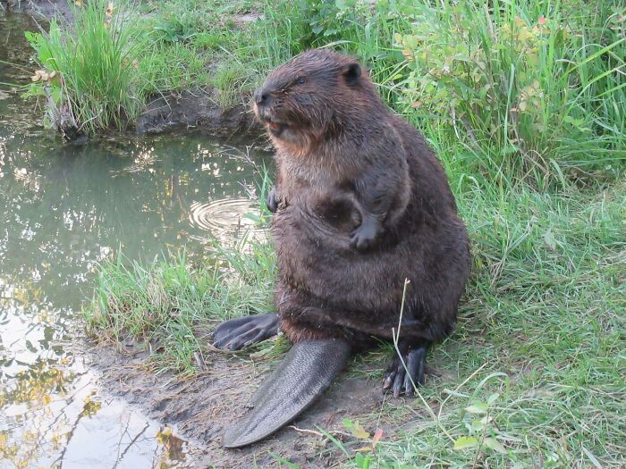 Sometimes A Beaver Just Needs To Sit On His Tail In The Grass And Survey The Pond