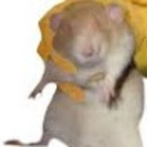 williammccarthy_1 avatar