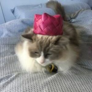 caitiepengi00 avatar