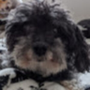 sandrahnatiuk-ratelle avatar