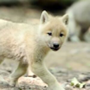 oliviacampbell avatar