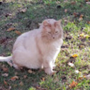 aileenhorowitz avatar