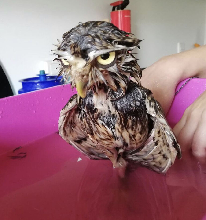 This Collection Of Wet Owls Is Everything You Need Today