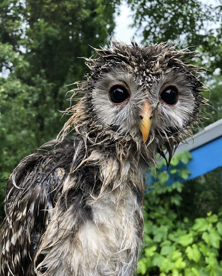 This Collection Of Wet Owls Is Everything You Need Today