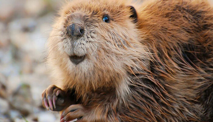 You Might Have Seen Cute Dogs And Cats But Have You Seen The Cuteness Of Beavers