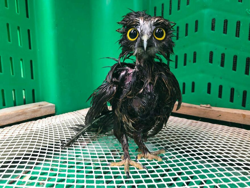 This Collection Of Wet Owls Is Everything You Need Today
