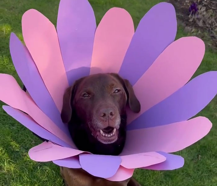 “It’s Always The Dads Who Didn’t Want A Dog That End Up Loving Them The Most”: Dad Wears An E Collar To Lift His Pup’s Spirits After Surgery “It’s Always The Dads Who Didn’t Want A Dog That End Up Loving Them The Most”: Dad Wears An E Collar To Lift His Pup’s Spirits After Surgery