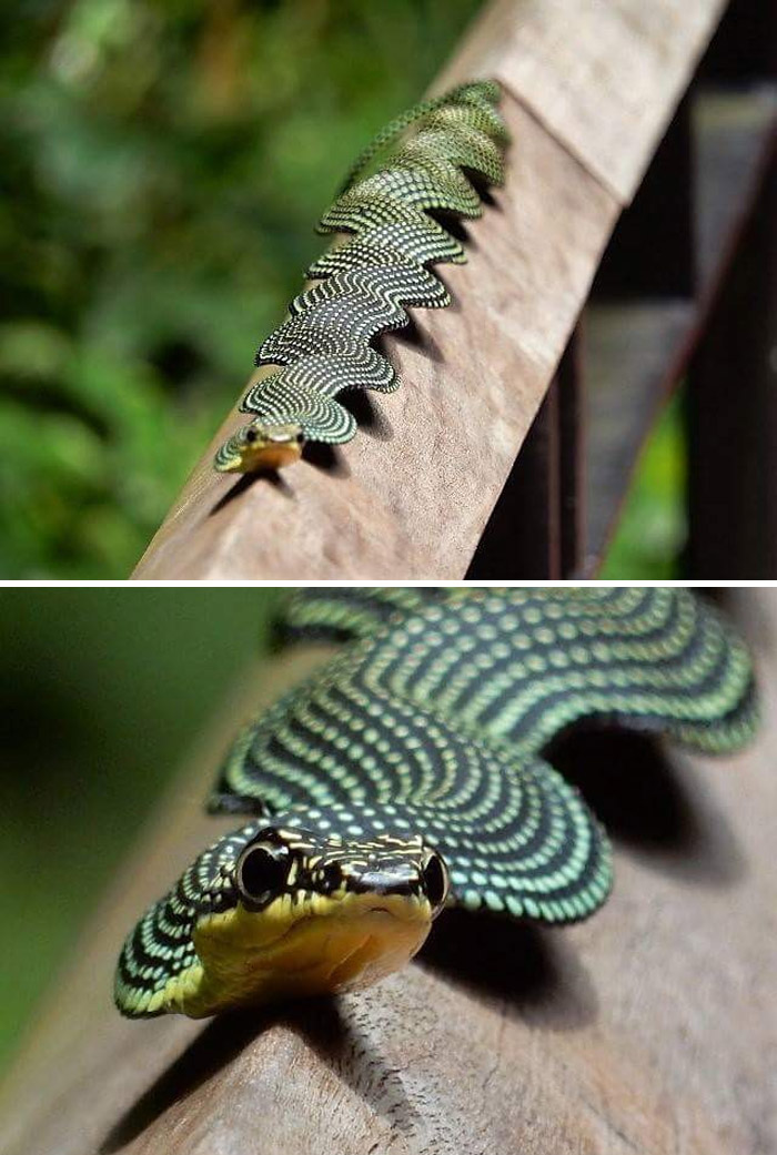 Paradise Snake