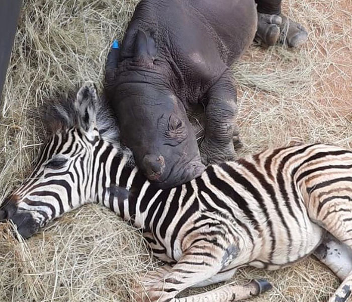 Orphan Rhino Sanctuary Finds An Abandoned Zebra And Takes It Under Their Care, Gifting A Best Friend To One Of The Rhinos There Orphan Rhino Sanctuary Finds An Abandoned Zebra And Takes It Under Their Care, Gifting A Best Friend To One Of The Rhinos There