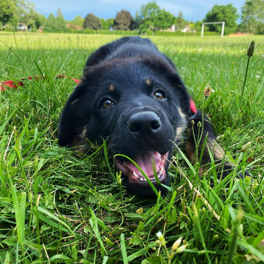 I Spent 1 Year Taking Pictures Of My Shepsky Rotty Puppy, And Here Are The 14 Best Ones I Spent 1 Year Taking Pictures Of My Shepsky Rotty Puppy, And Here Are The 14 Best Ones