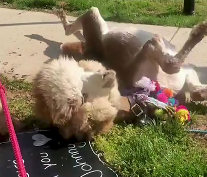 Johnny Depp’s Fan Brought Two Emotional Support Alpacas Outside The Court To “Brighten His Day”