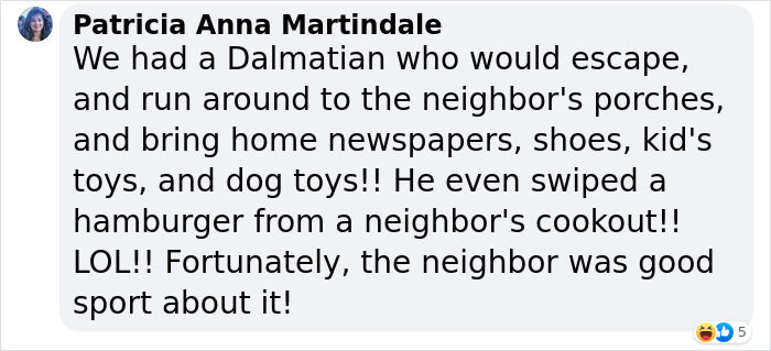 ‘Klepto Cat’ Steals So Many Items From Neighbors, The Family Had To Set Up A Reclamation Shelf ‘Klepto Cat’ Steals So Many Items From Neighbors, The Family Had To Set Up A Reclamation Shelf