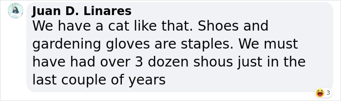 ‘Klepto Cat’ Steals So Many Items From Neighbors, The Family Had To Set Up A Reclamation Shelf ‘Klepto Cat’ Steals So Many Items From Neighbors, The Family Had To Set Up A Reclamation Shelf