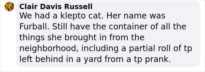 ‘Klepto Cat’ Steals So Many Items From Neighbors, The Family Had To Set Up A Reclamation Shelf