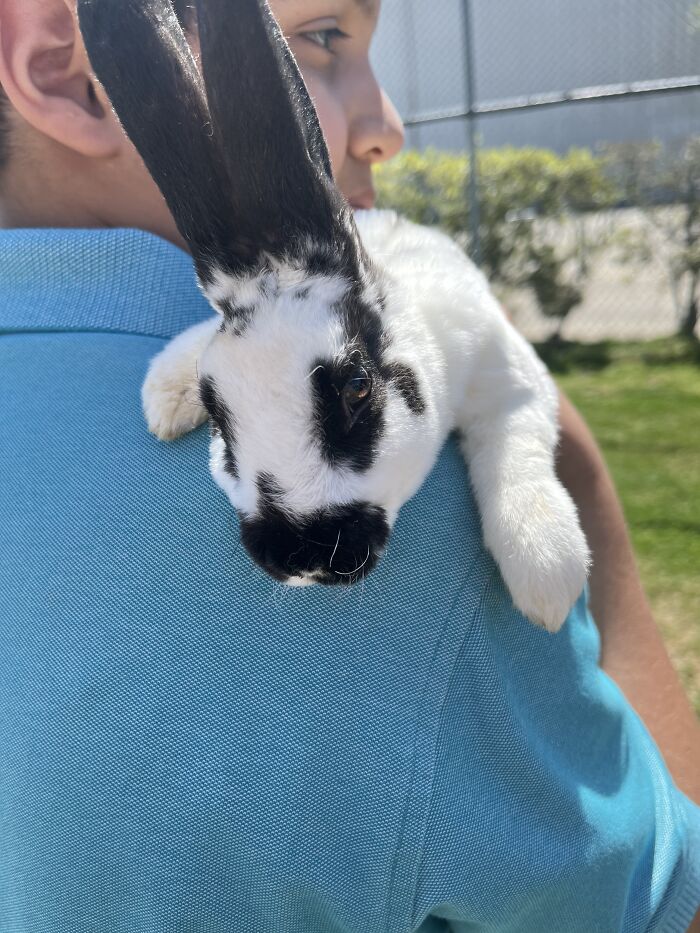 Too Tired. Carry Me Hooman.