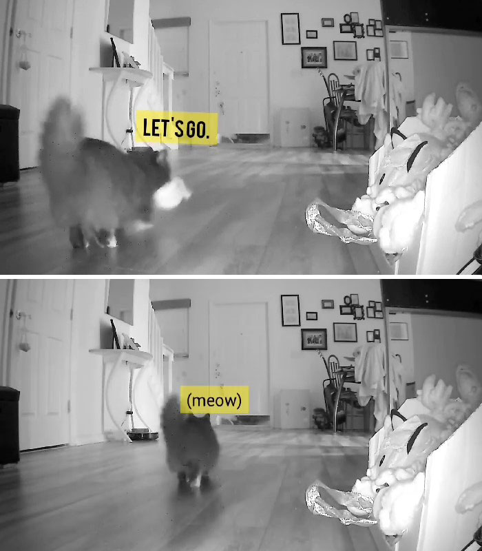 Kitty Becomes Internet Sensation After His Mom Catches Him Stealing Her Daughter’s Toys With Hidden Cameras Kitty Becomes Internet Sensation After His Mom Catches Him Stealing Her Daughter’s Toys With Hidden Cameras