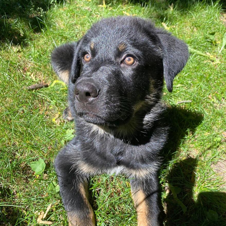 I Spent 1 Year Taking Pictures Of My Shepsky Rotty Puppy, And Here Are The 14 Best Ones I Spent 1 Year Taking Pictures Of My Shepsky Rotty Puppy, And Here Are The 14 Best Ones