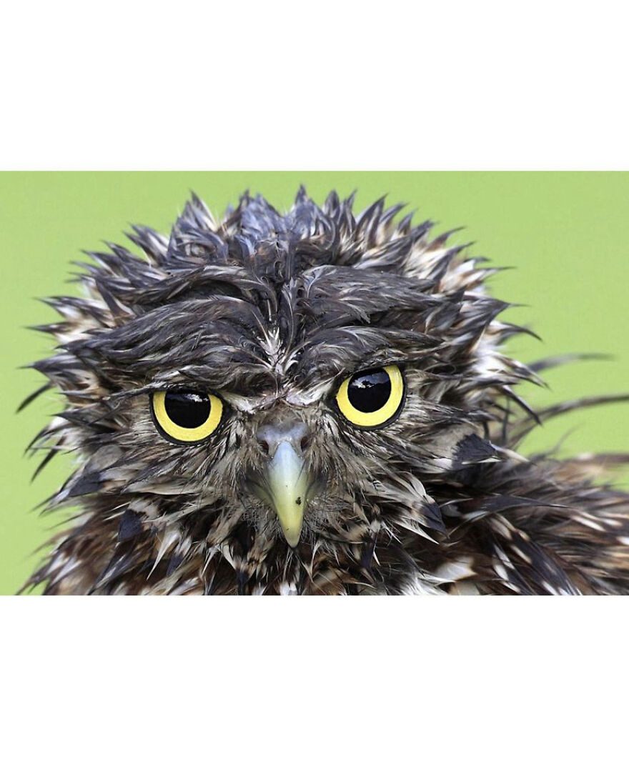 This Collection Of Wet Owls Is Everything You Need Today