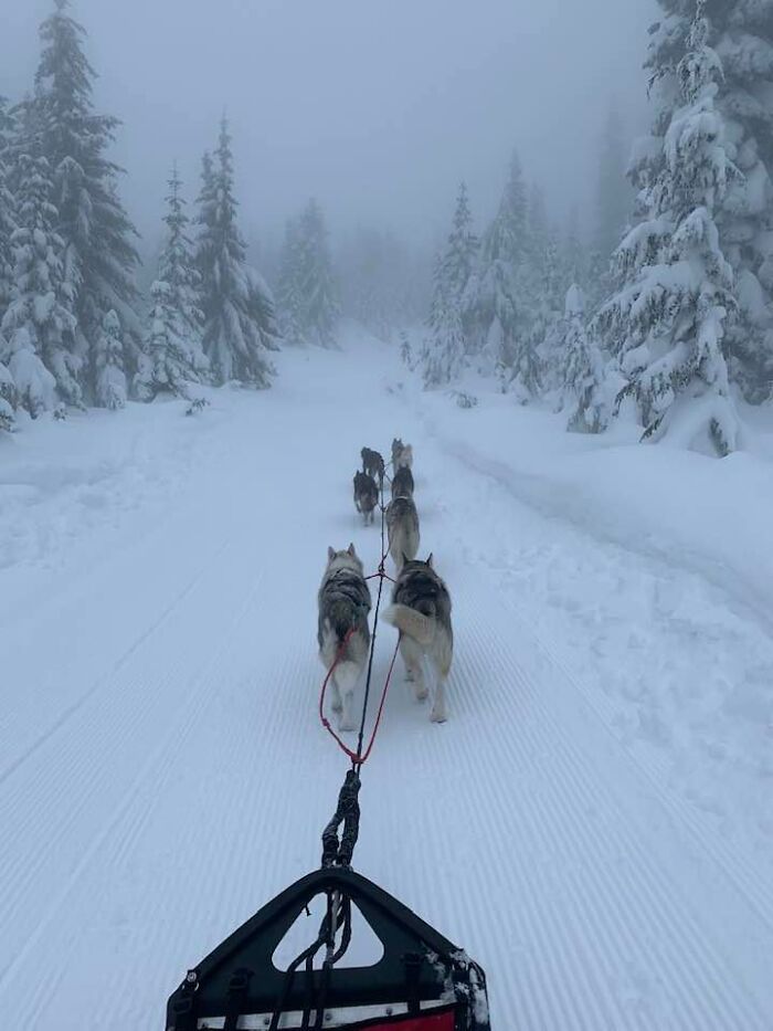 I Used To Work Giving Dogsled Rides. Best Job I Ever Had. This Was My Office.