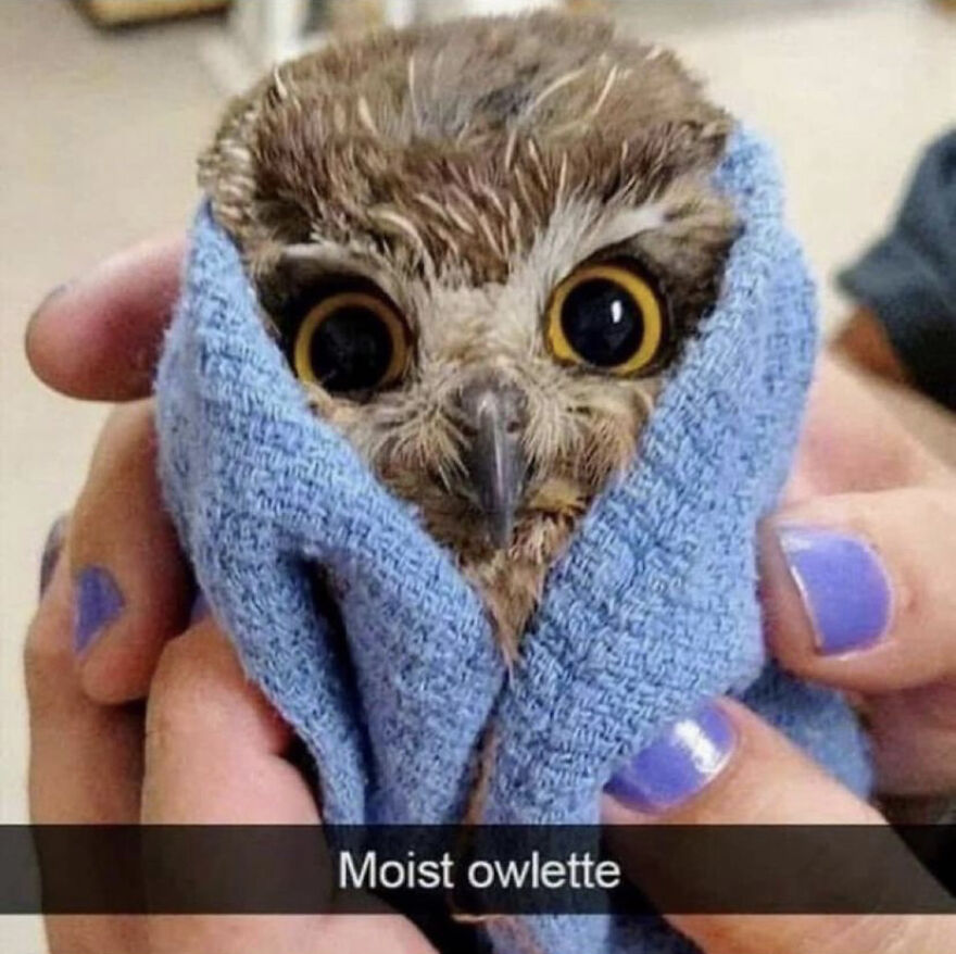 This Collection Of Wet Owls Is Everything You Need Today