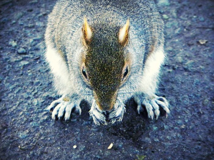 A Friendly Squirrel In The Park 🐿 I Always Take Them Some Snacks And They Sit On My Feet 😂
