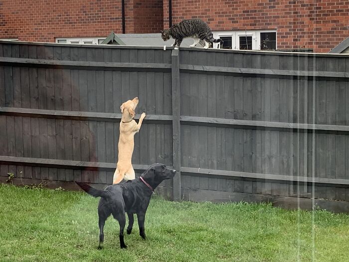 My Dogs Looking Out For The Health And Safety Of This Cat - They Were Shouting At The Cat To Get Down