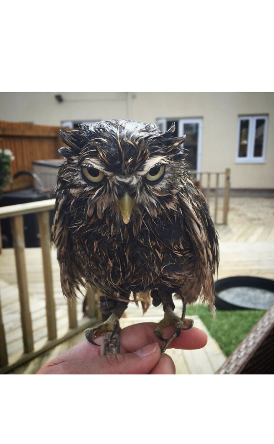 This Collection Of Wet Owls Is Everything You Need Today