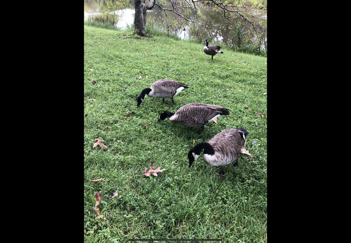 Geese At A Lake