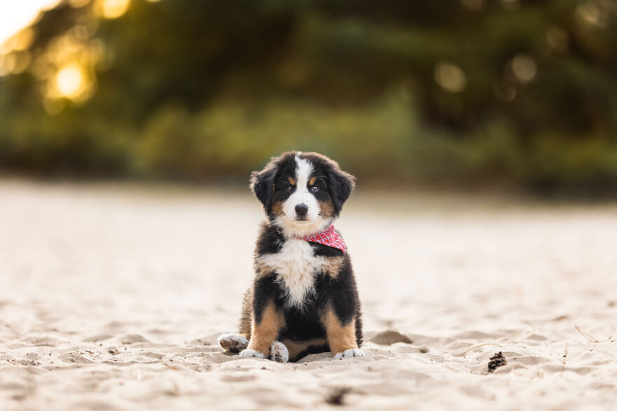Adorable puppy sitting on sandy beach with a red bandana, surrounded by a blurred nature background.