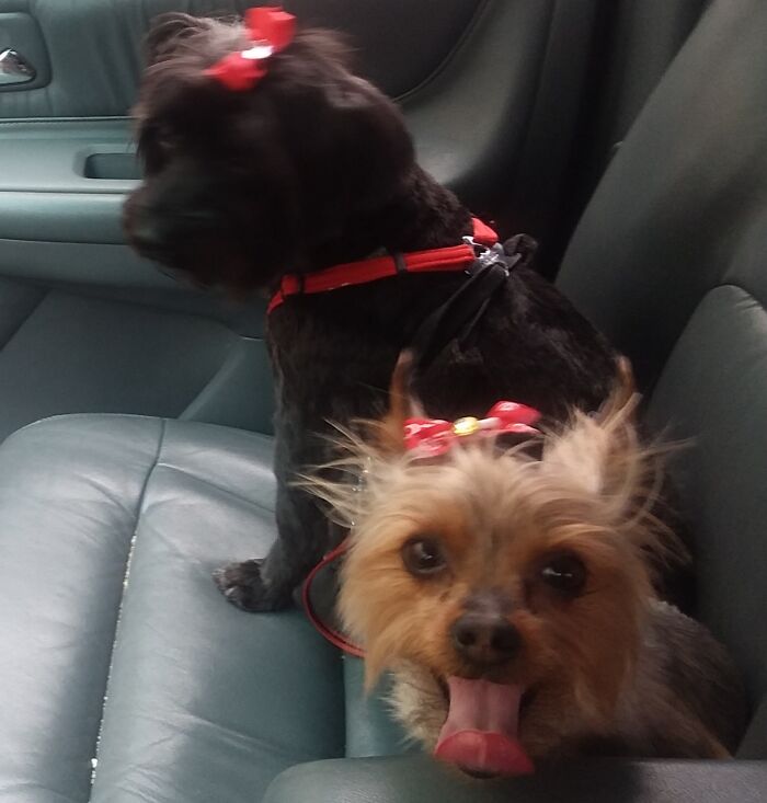 Hoshi And Holly. The Care Bear Doggies